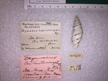 Media type: image; Malacology 133209 Description: 133209_Drymaeus_subinterruptus image;
